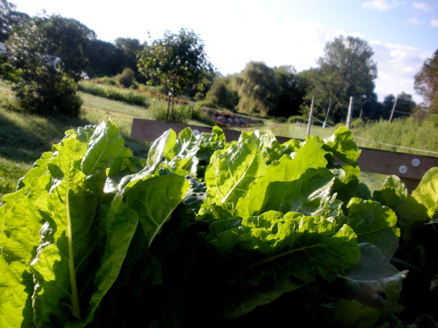 Swiss chard on a bright, sunny morning (July 30, 2013 ~ HBF; A.Gross)