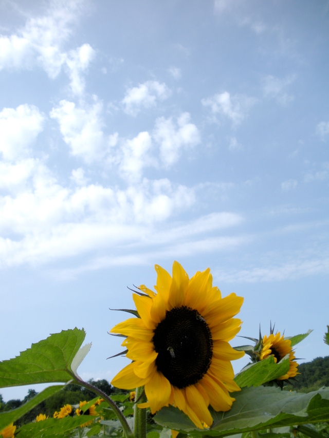 sunflowers on a sunny day @ HBF (A.Gross)