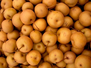 Asian pears! (September 2013, A. Gross)