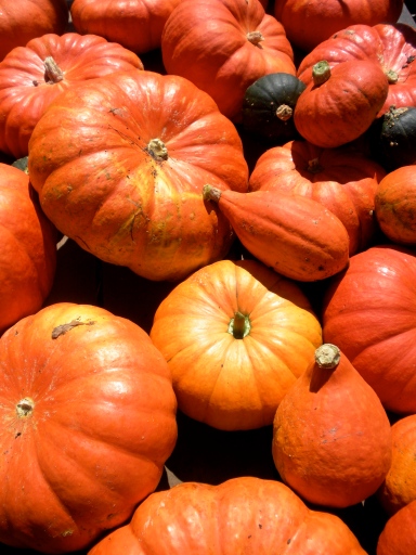 The pumpkins are here and will soon be in your kitchen!
