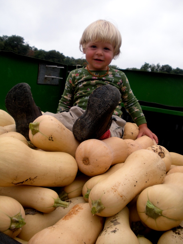 Little River supervises the butternut squash harvest. (September 10, 2013, A.Gross)