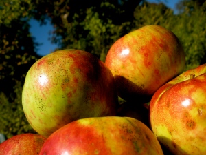 We'll have delicious apples from Hidden Brook Gardens. Bonus: They're certified organic!