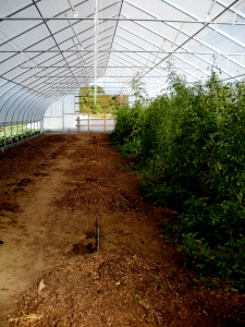 We're clearing out our high tunnel of our tomatoes and getting the space ready for winter spinach. (HBF, September 30, 2013; A. Gross)